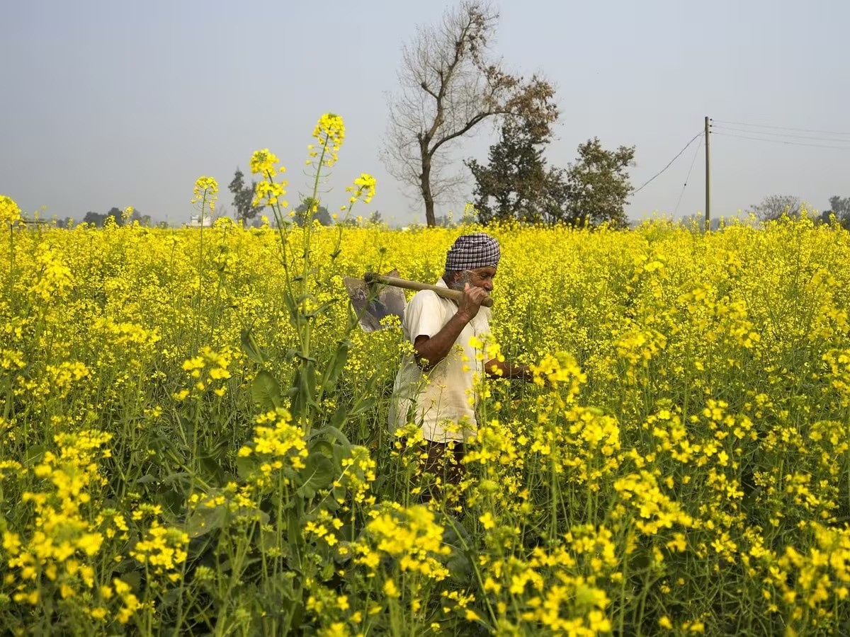 20th PM Kisan Installment: अगस्त के पहले हप्ते में होंगी पि एम किसान की 20 किस्त